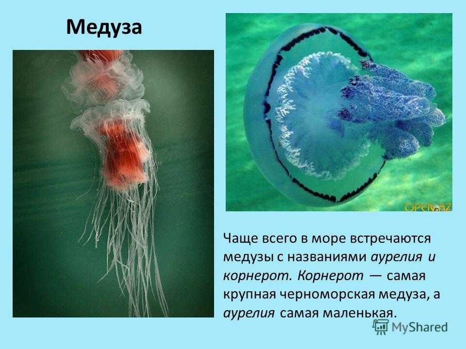 Укус медузы – симптомы, первая помощь и лечение ожога от медузы - медицина на "добро есть!"