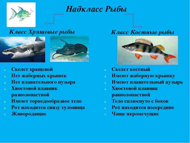 Как рыбы дышат под водой?