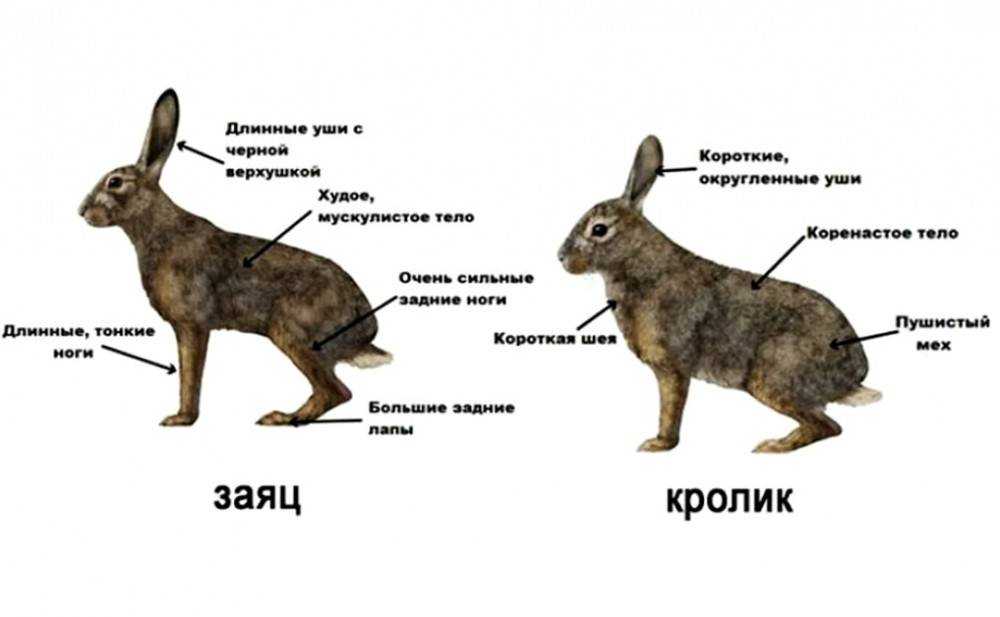 , чем зайцы отличаются от кроликов Отличия во внешности, поведении, образе жизни, ареале