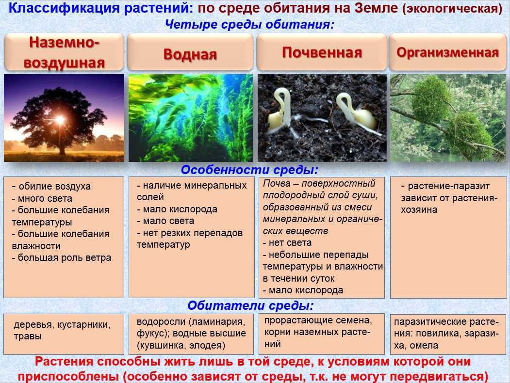 Африканский слон ? фото, описание, ареал, питание, враги ✔