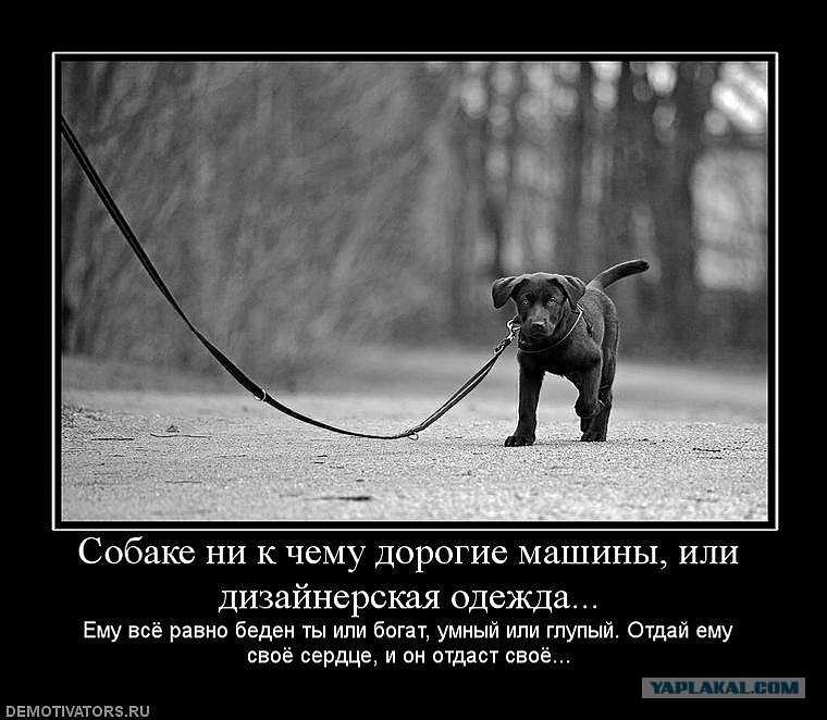 25 сильнейших специальных способностей в bungo stray dogs, в рейтинге!