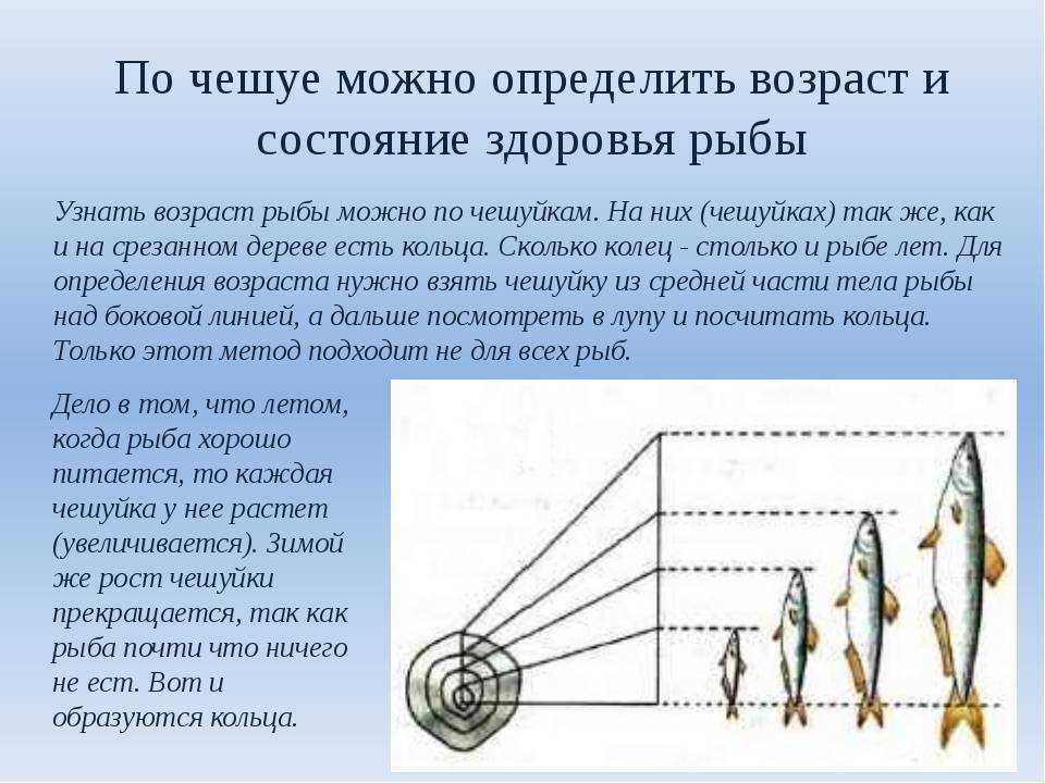 Как определить возраст рыбы: методы, позволяющие узнать ее историю по чешуе