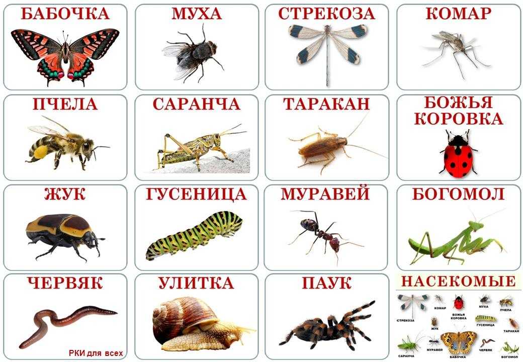 Признаки насекомых – основные главные отличительные кратко для доклада на тему (2-3 класс, окружающий мир) 