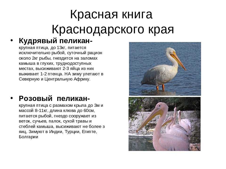 о том, какие животные, растения и грибы внесены в Красную книгу Краснодарского края Виды, описание, численность, причины редкости