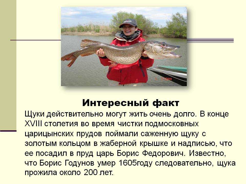 20 интересных фактов о рыбах
