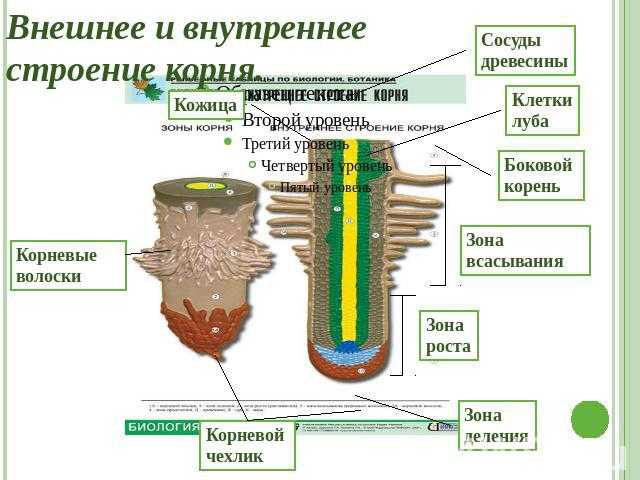 Грунт для хвойных и его состав, какая земля нужна растениям — готовим правильный субстрат. — художник дима ломать