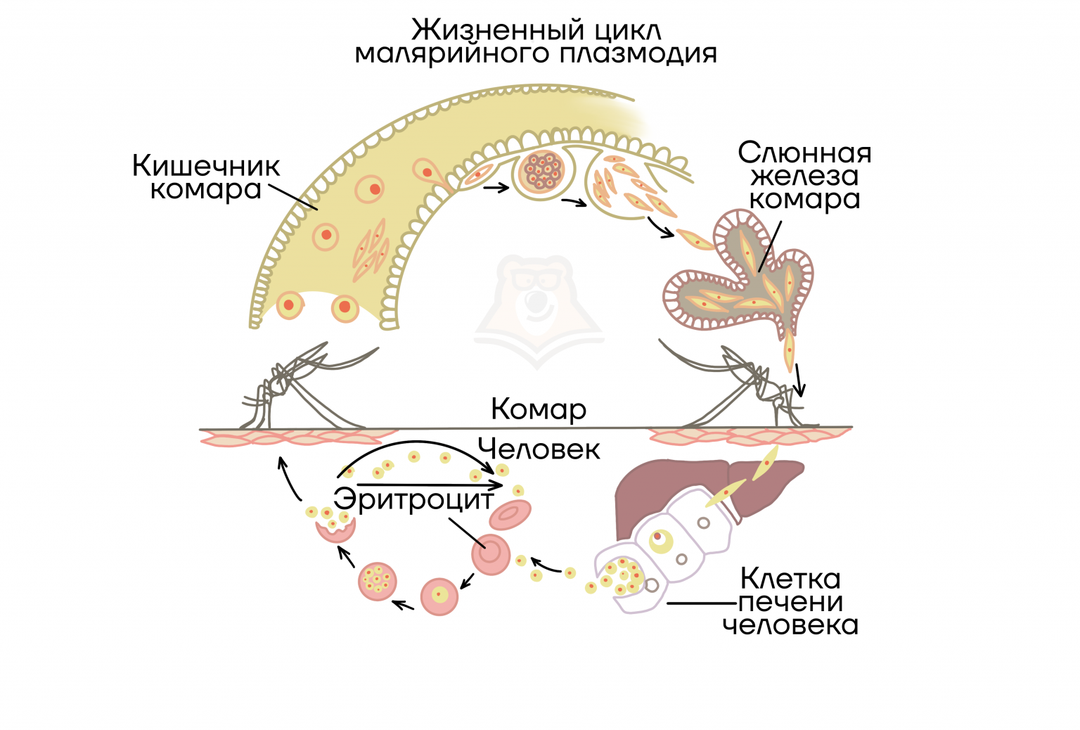 Хлоропласт - frwiki.wiki