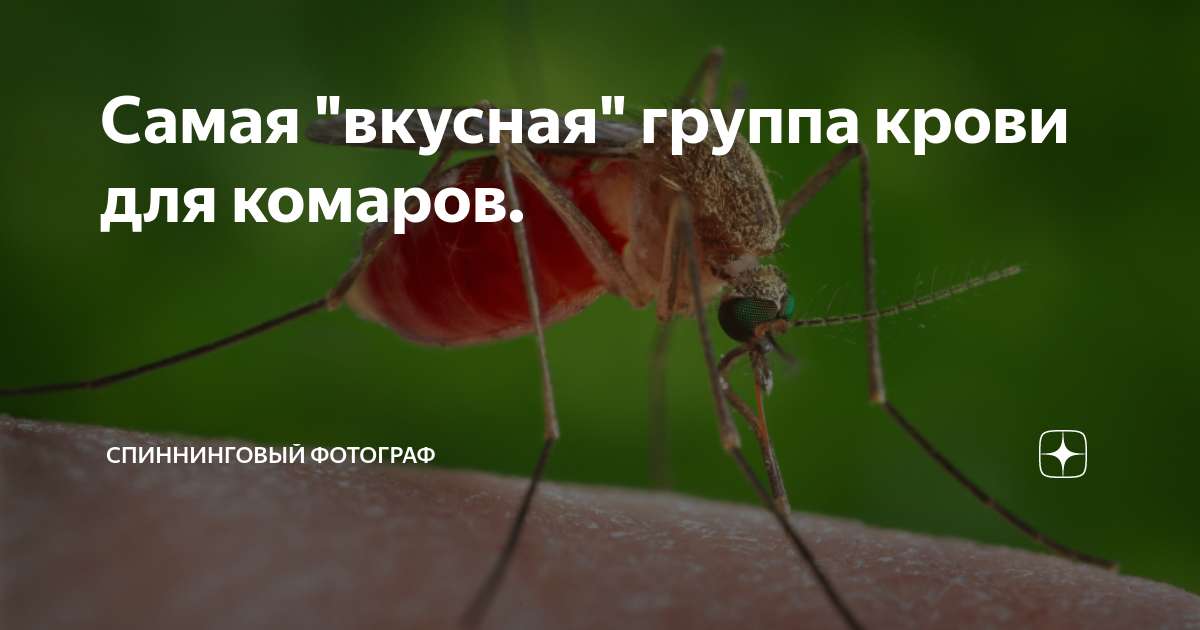 Сколько живут комары и продолжительность их жизни после укуса - жизненный цикл комара