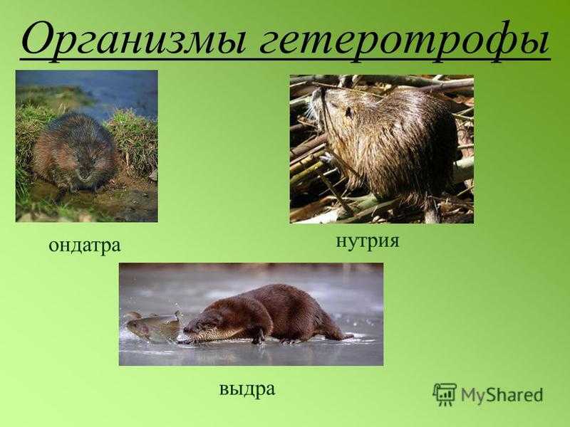 В чем разница между нутрией, выдрой и ондатрой