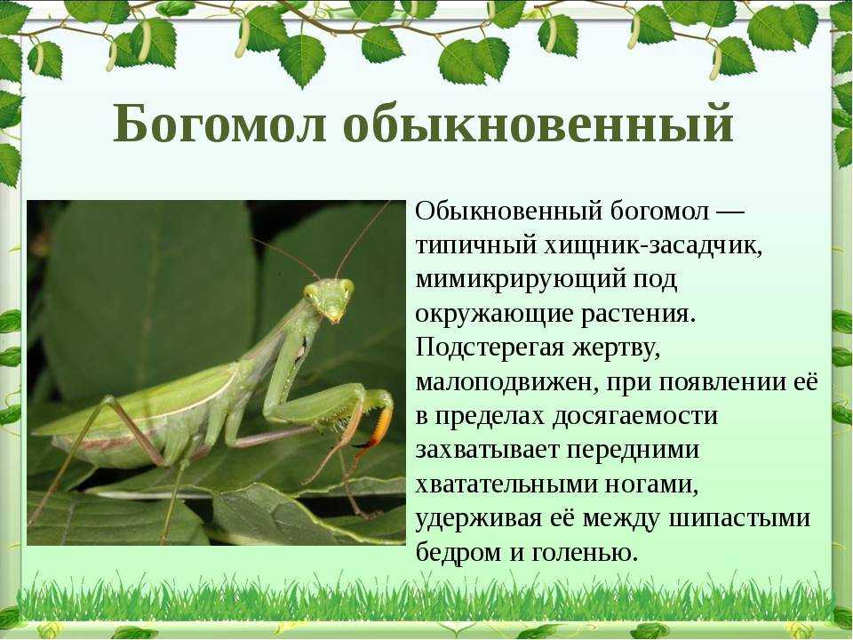 Что ест богомола у черного моря