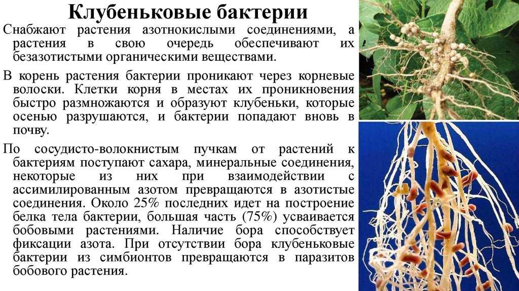 Тайны подземной крепости. жители утверждают, что в ней после войны несколько лет скрывался отряд эсэсовцев. « николлетто