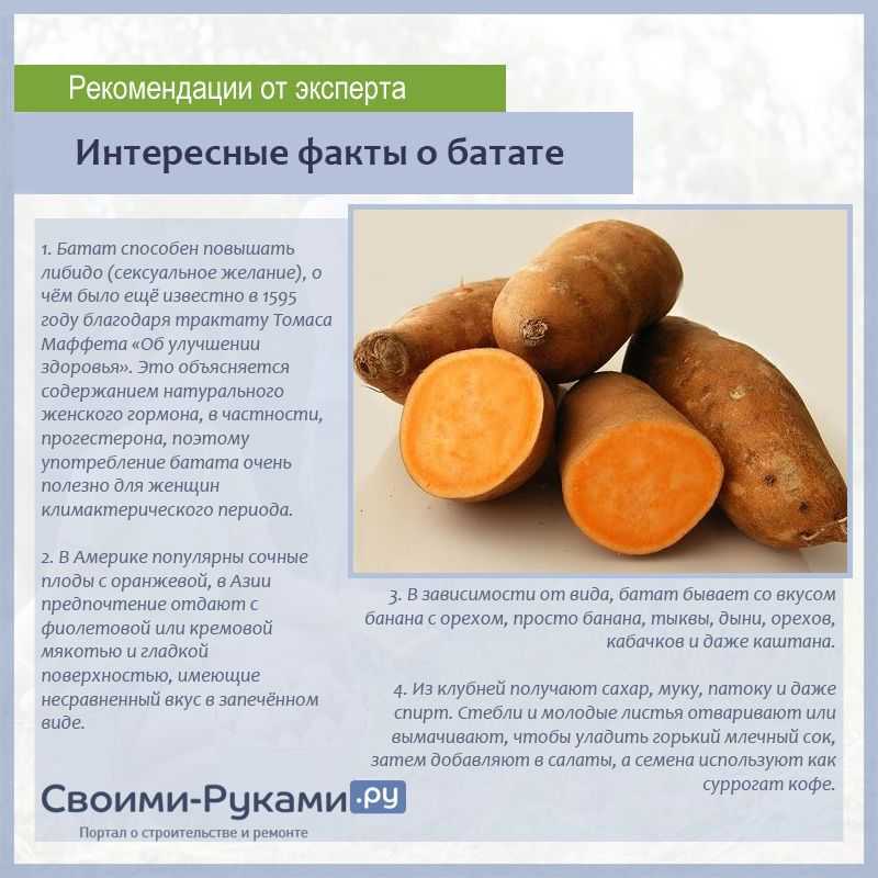 Что такое сладкий картофель батат: выращивание, полезные свойства растения и вред клубней, употребление