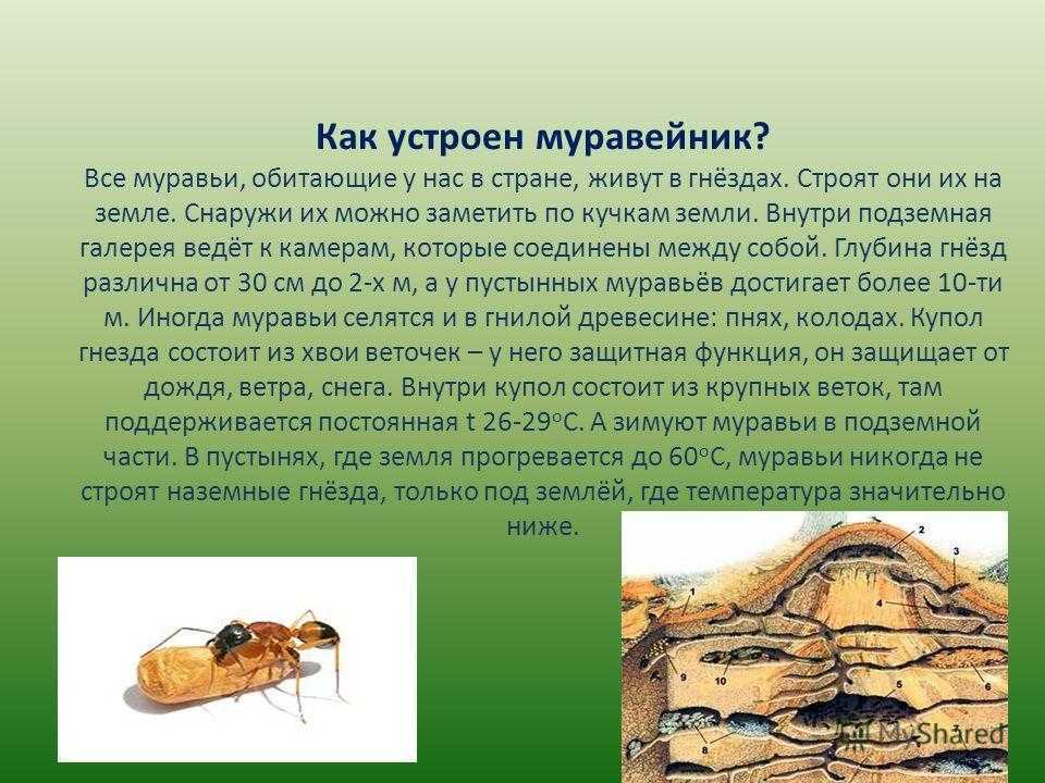 Все виды муравьев: черные, рыжие, желтые и другие разновидности