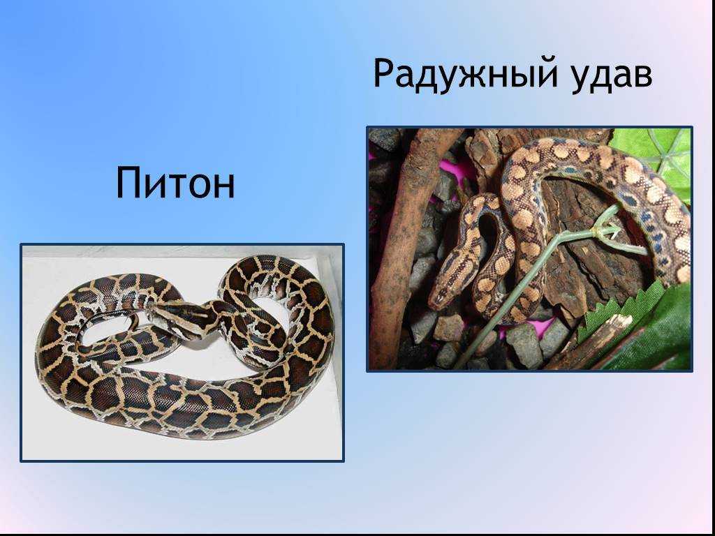 Питон - древний величественный охотник (фото)