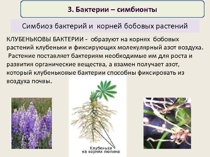 Известно, что бобовые растения улучшают условия для последующего урожая зерновых. что же меняют о