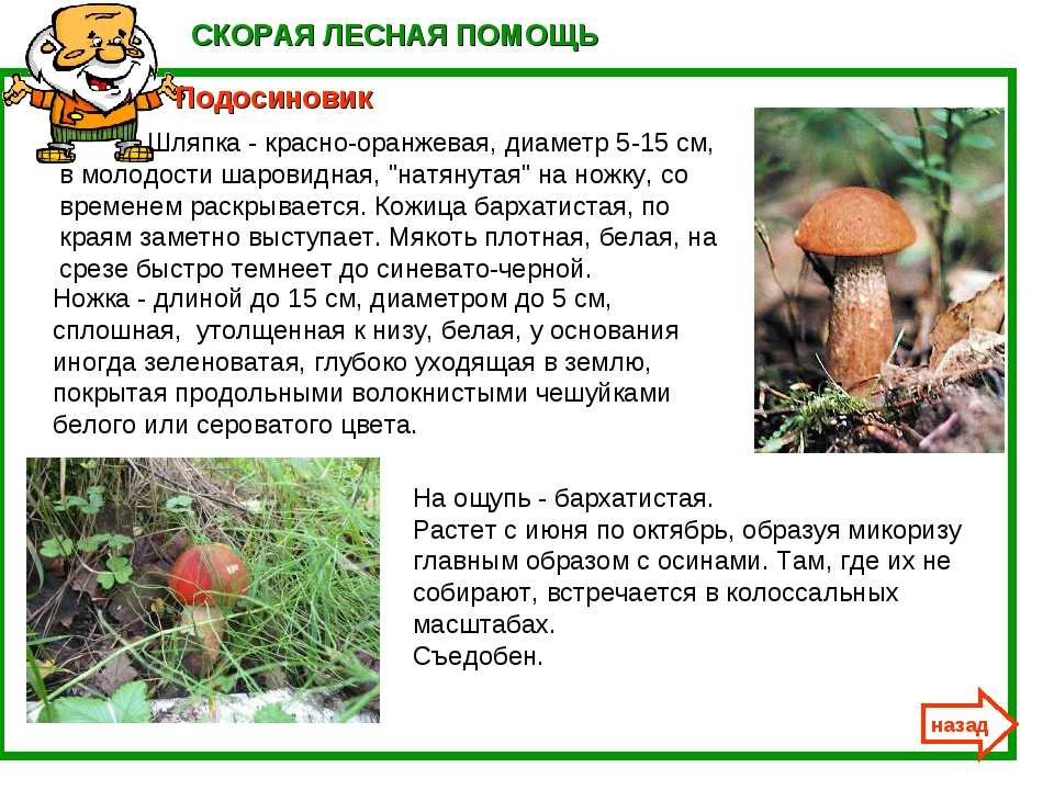Подосиновики свежие