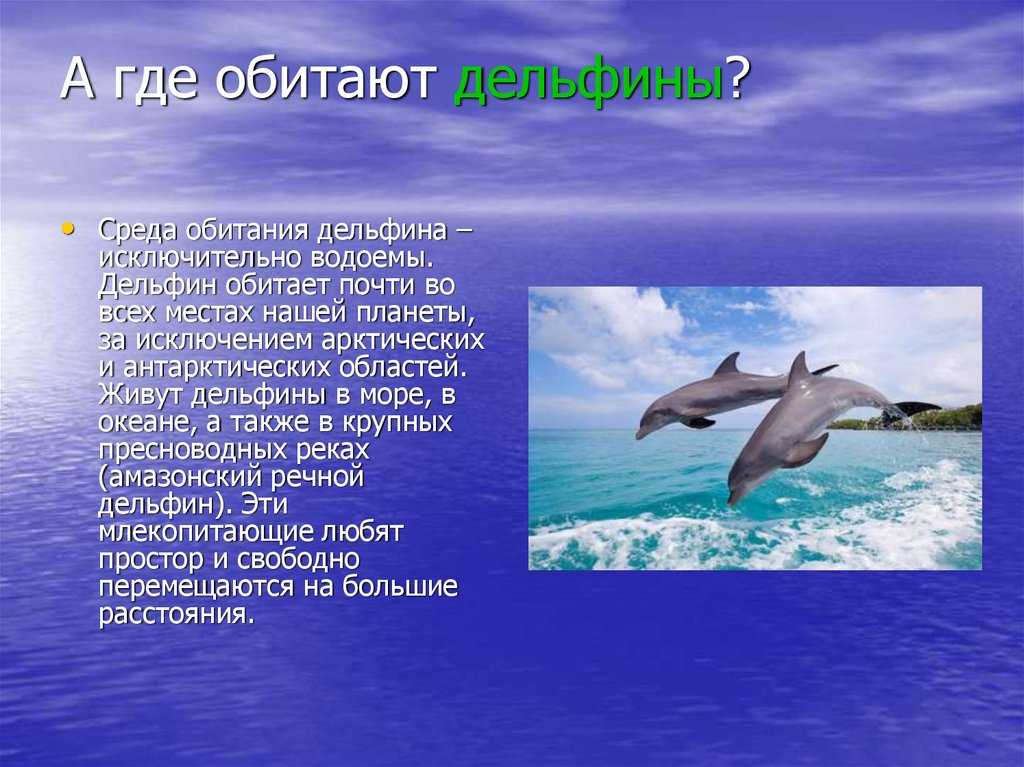 Дельфин - 101 фото самого зубастого млекопитающего китообразного