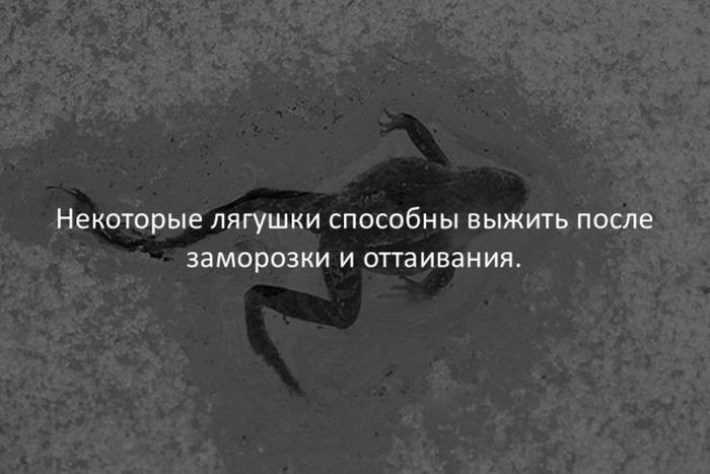 7 чудес света современного мира