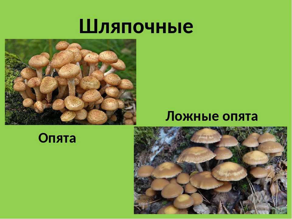 Зимние опята: фото, описание, как отличить от ложных, выращивание, рецепты, где растут и как собирать