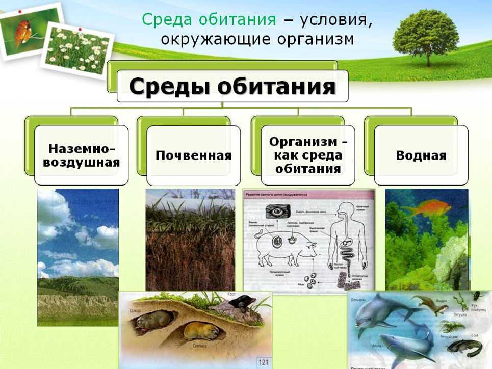 Виды слонов. описание, названия и фото видов слонов