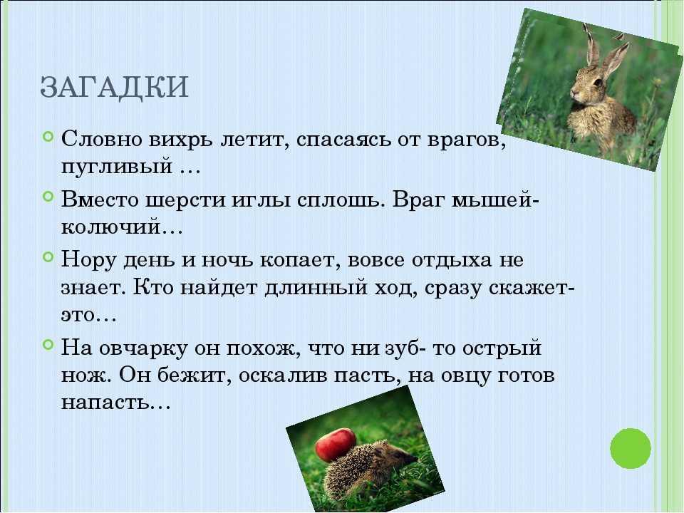 10 секретов природы, которых учёным пока не удалось раскрыть - zefirka