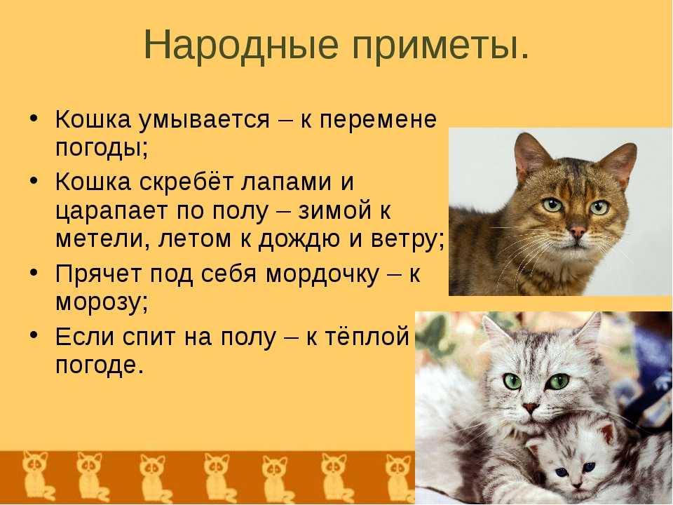 Как кошки проявляют любовь к человеку