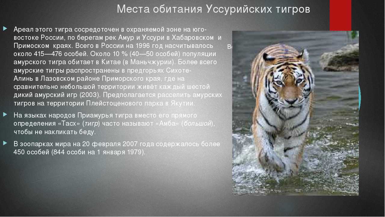 Тигр