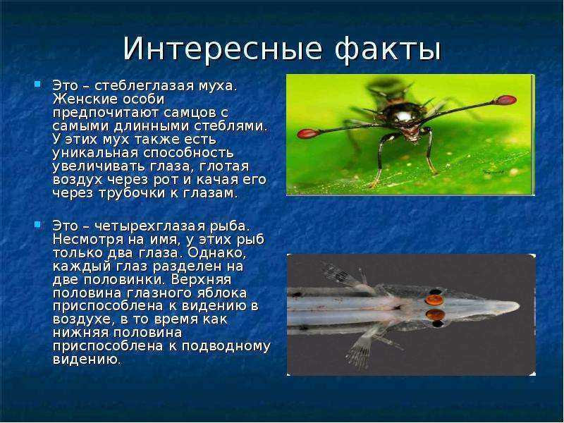 ​65 интересных фактов о мухах — общенет