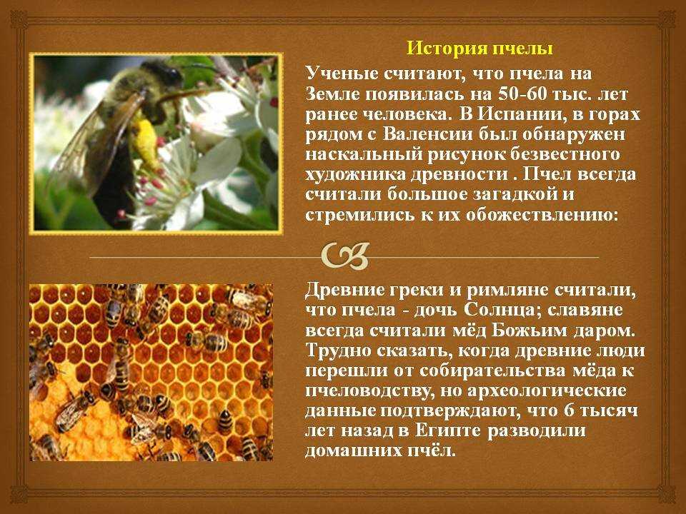Всё про диких пчел