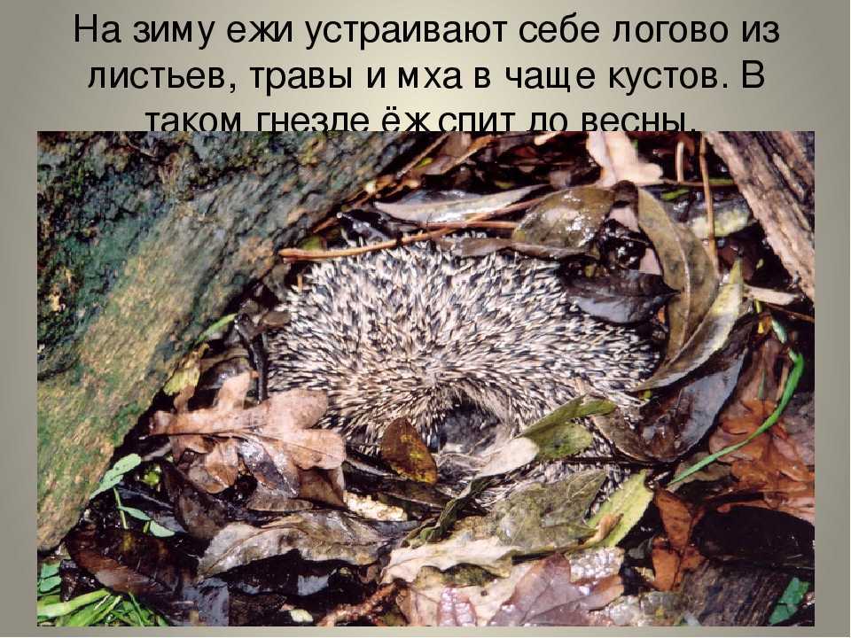Интересные факты о ежах
