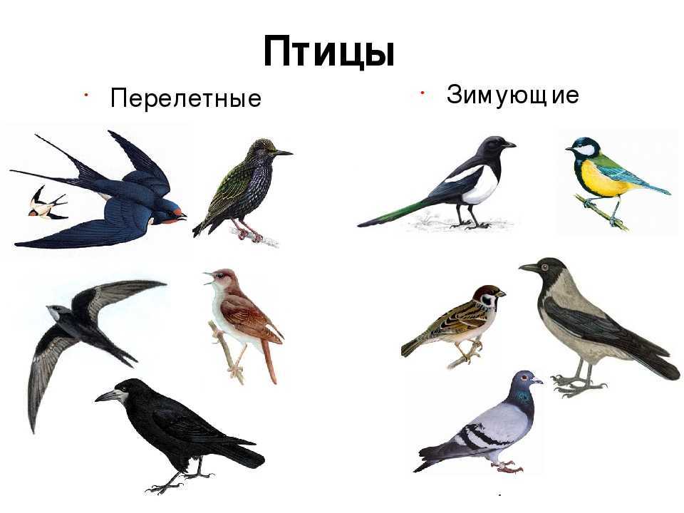 Дрозд птица. образ жизни и среда обитания дрозда