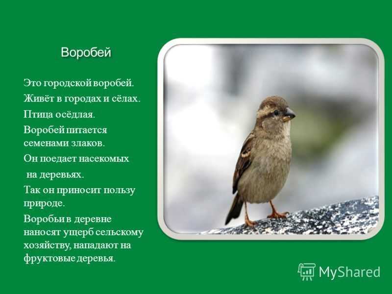 Воробей: поведение, образ жизни и виды