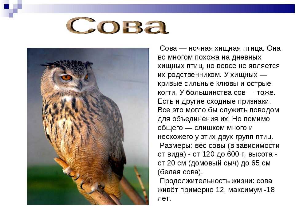 Сова - 110 фото мудрого и древнейшего вида птицы планеты