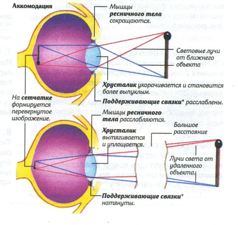 Каково разрешение человеческого глаза (или сколько мегапикселей мы видим в каждый отдельный момент времени)