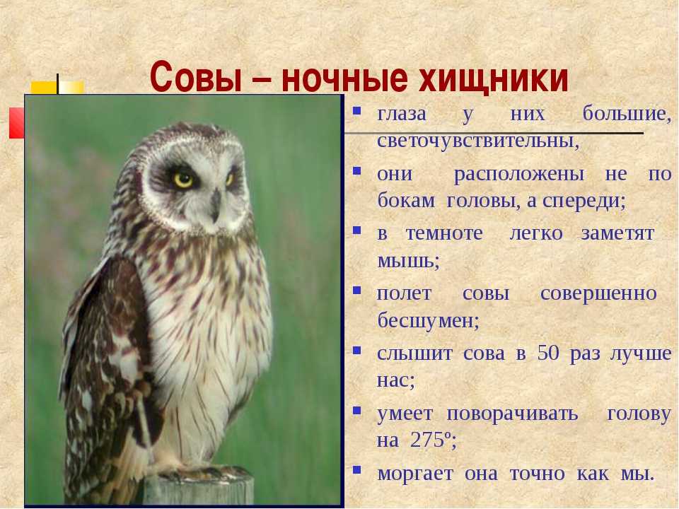 Знаете ли вы, в чем схожи и чем отличаются филин и сова