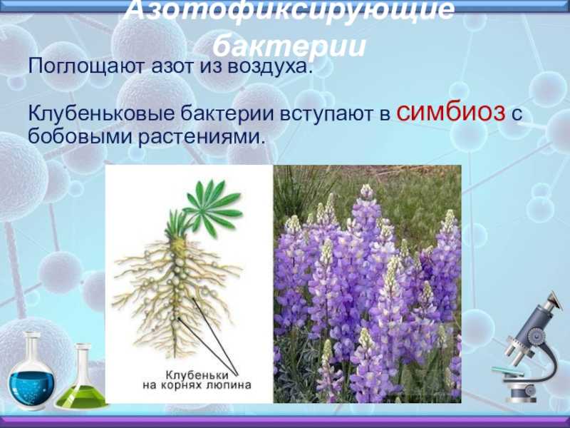 Жуткие подземные жители - кто они - аномальные явления | esoreiter