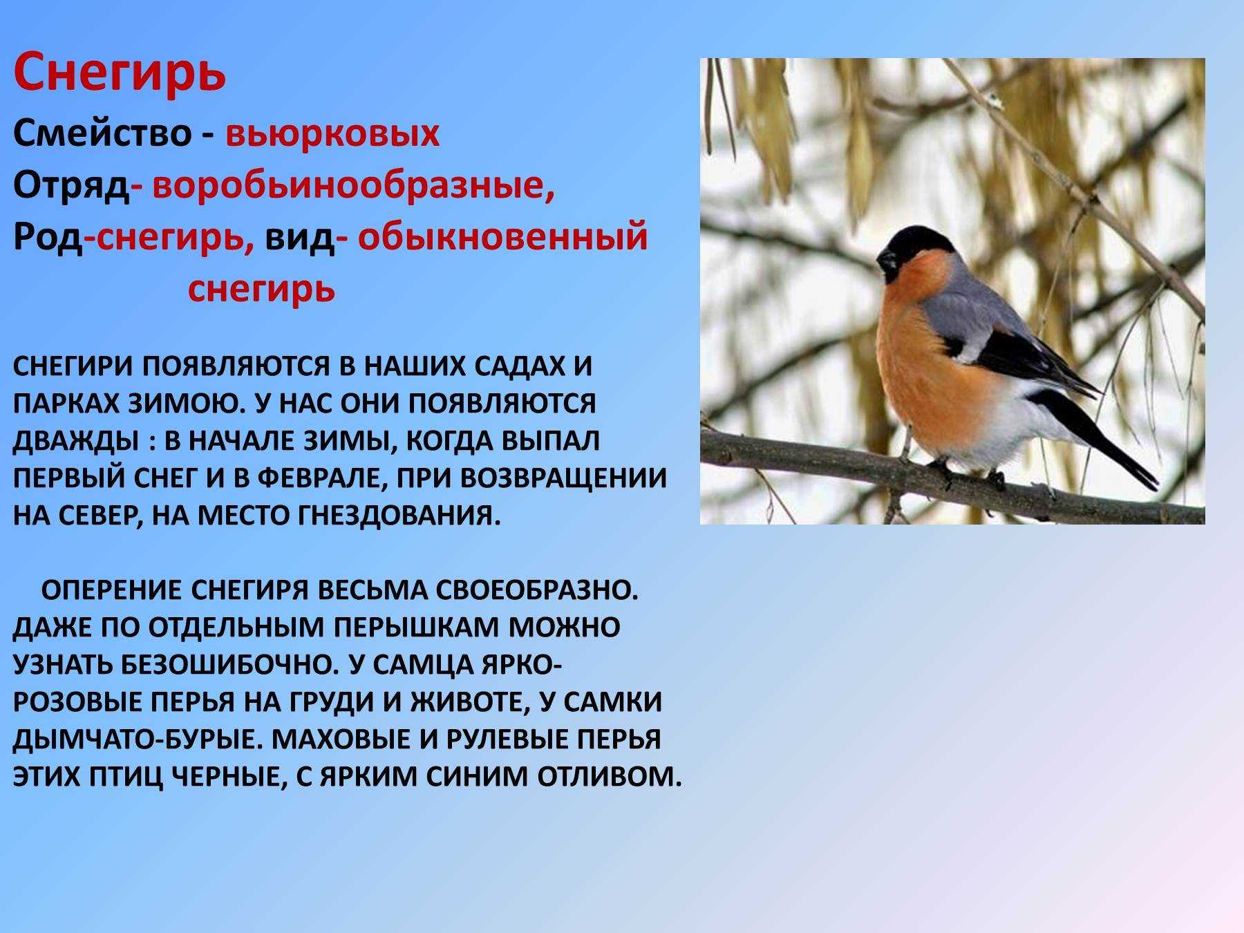 Зимующие птицы. названия, описания и особенности зимующих птиц