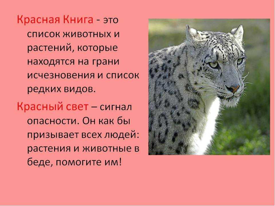 Вымирающие животные: с чем связанно и какие виды под угрозой?