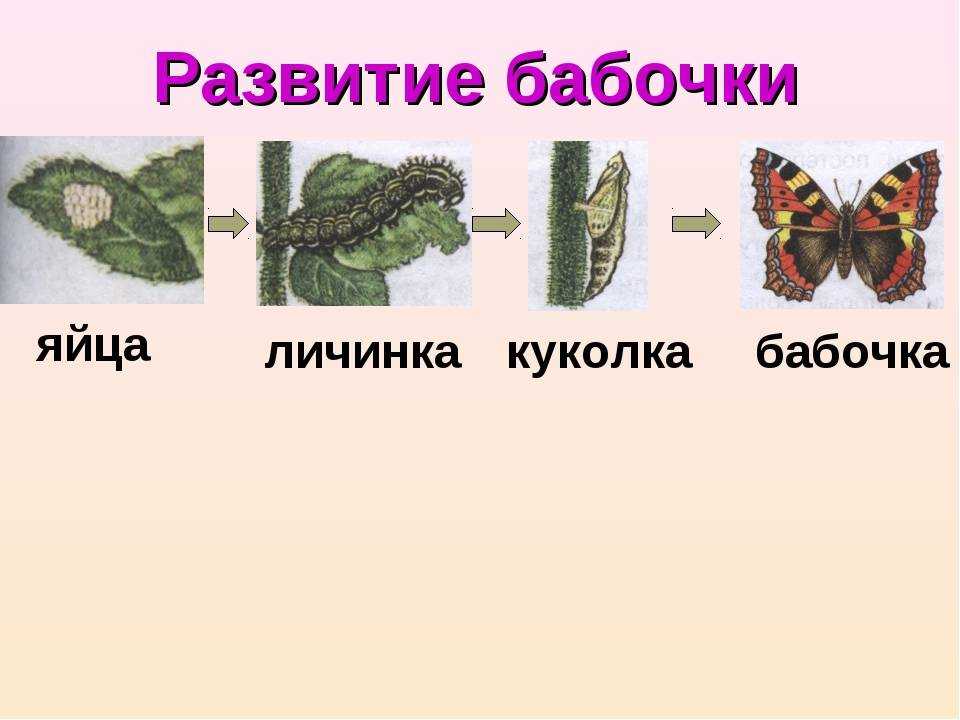 Эффект бабочки, объяснение популярного эффекта. на примерах