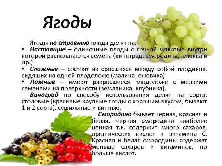 Какие бывают ягоды названия и фото. целебные свойства ягод | dlja-pohudenija.ru