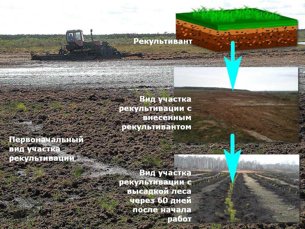 Создали наноудобрения, которые помогут растениям не болеть