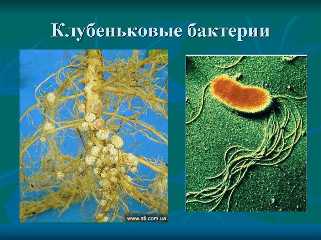 «гороховые» законы грегора менделя. удивительная генетика