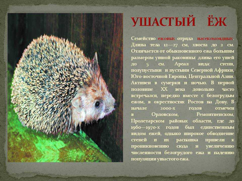 Ушастый еж