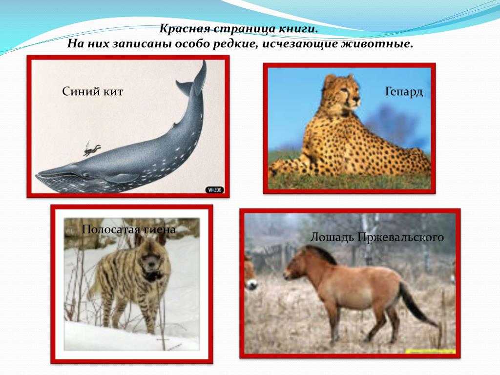 Животные красной книги: охранный статус редких видов