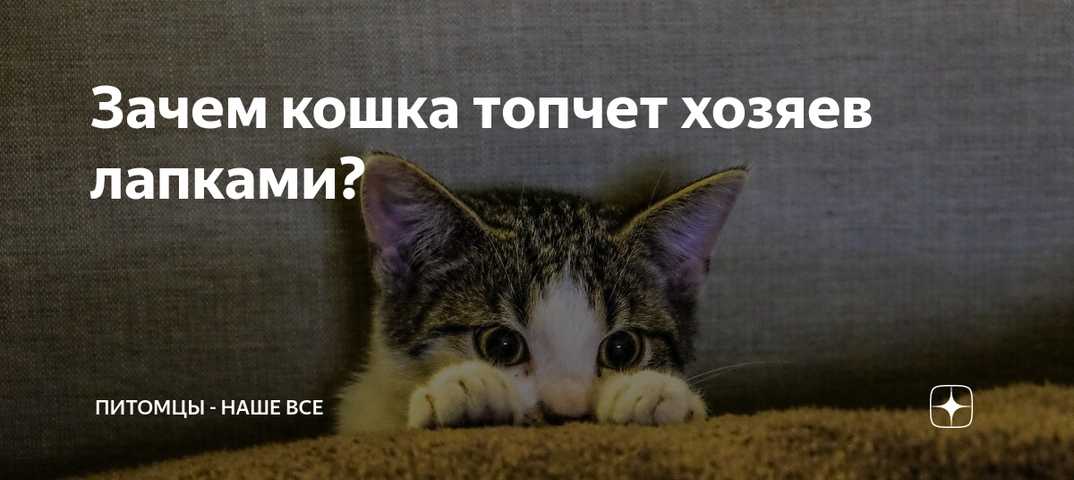 Почему кошка топчется передними лапками