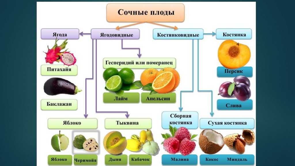 14 краснх ягод: названия и виды, деревья с красными ягодами