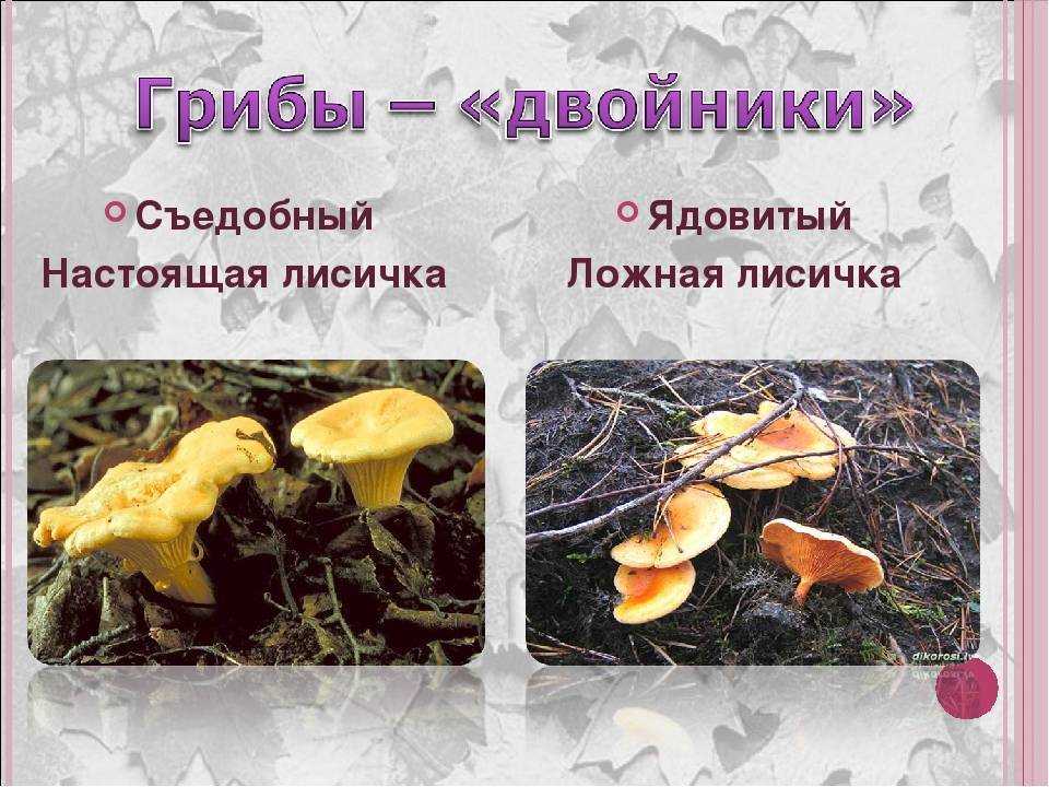 Как выглядит гриб лисичка, на что похожи по цвету, в каких лесах растут: описание, фото