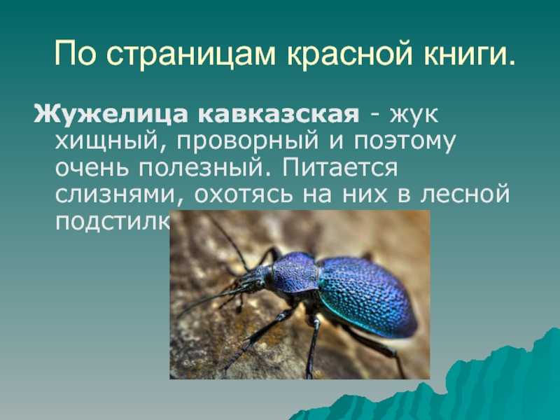 Редкие животные и растения из красной книги россии с фото и описанием