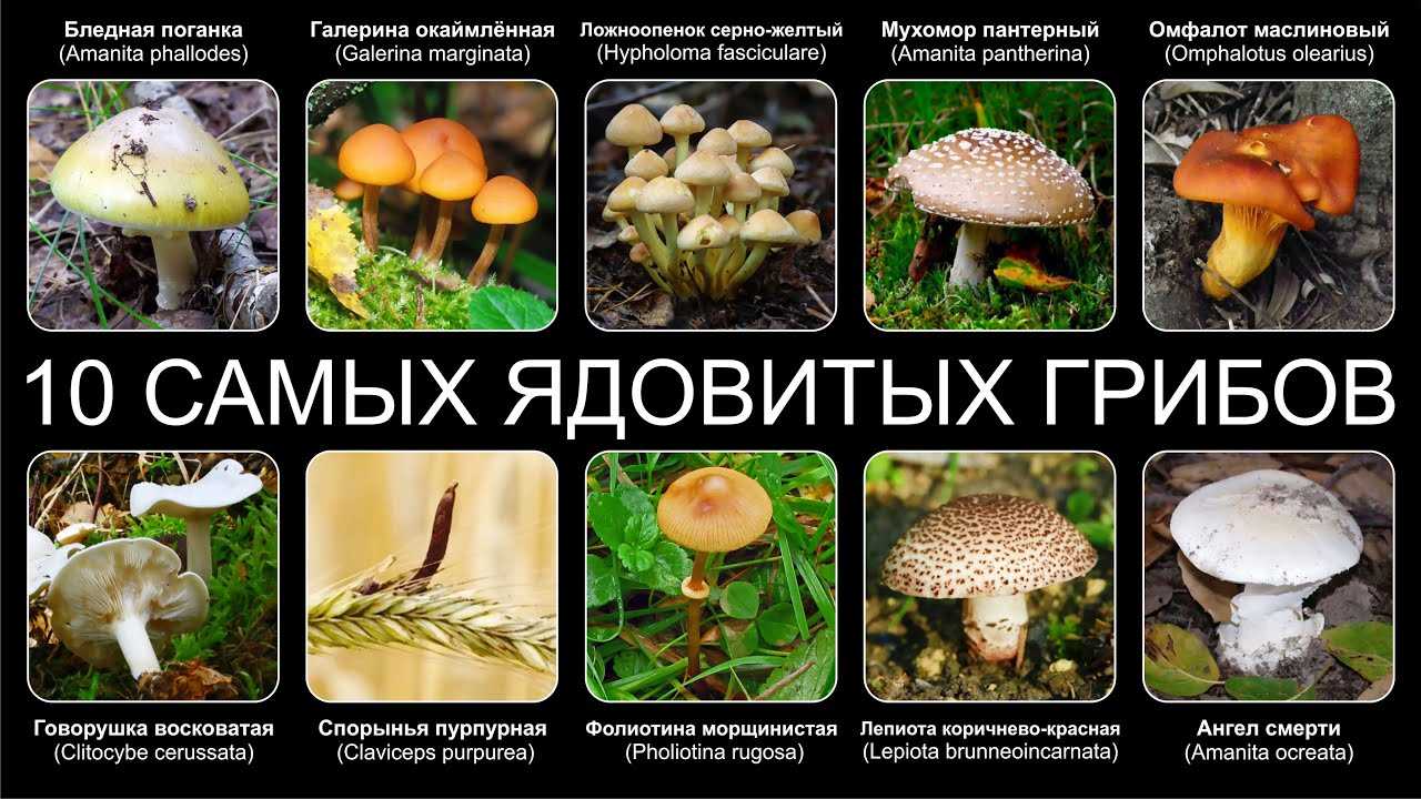 Названия грибов с картинками: съедобные, несъедобные, фото