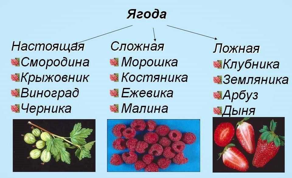 Ягоды - что такое, список, виды, названия, строение, описание, классификация, значение, распространение, польза, вред